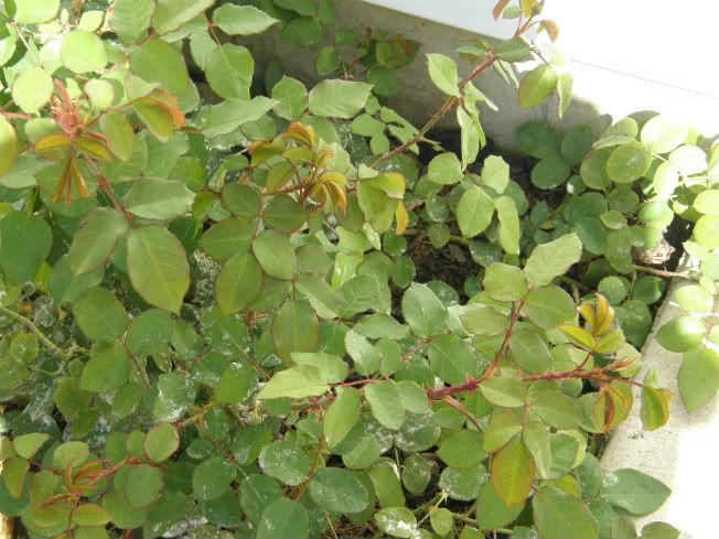 Radio times rose on 9-30-11 photo radiotimes9-30-11.jpg